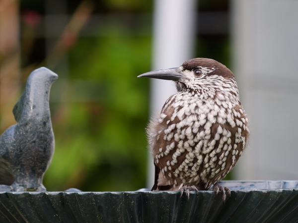 Northern nutcracker (Nucifraga caryocatactes)